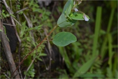 Alysicarpus racemosus